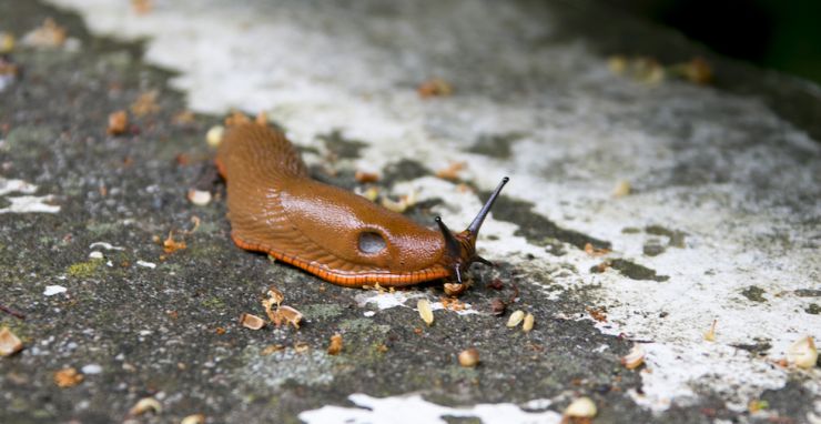 How To Get Rid Of Slugs In The House Stop Them Getting In Expert