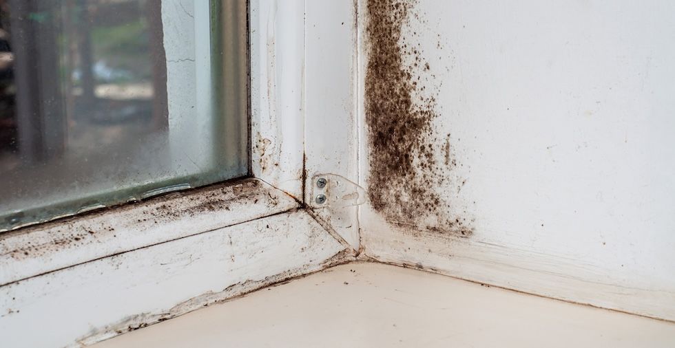 Dealing With Mould Around Windows (Prevention & Removal Tips)