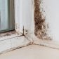 Dealing With Mould Around Windows (Prevention & Removal Tips)