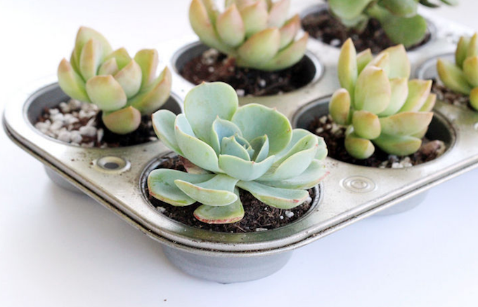 Pic: AnnMarieLoves for a DIY muffin tin planter tutorial