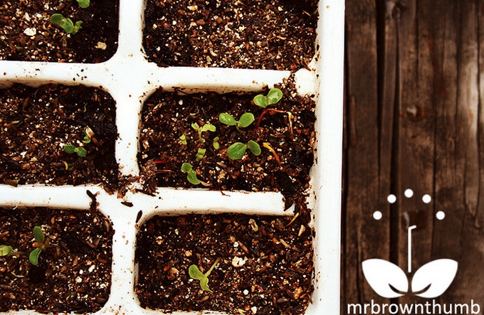 Seed starter tray