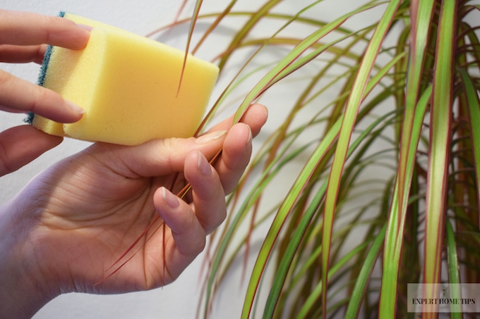 cleaning plants with a sponge