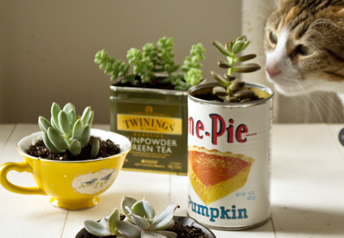 reused cans as plant pots