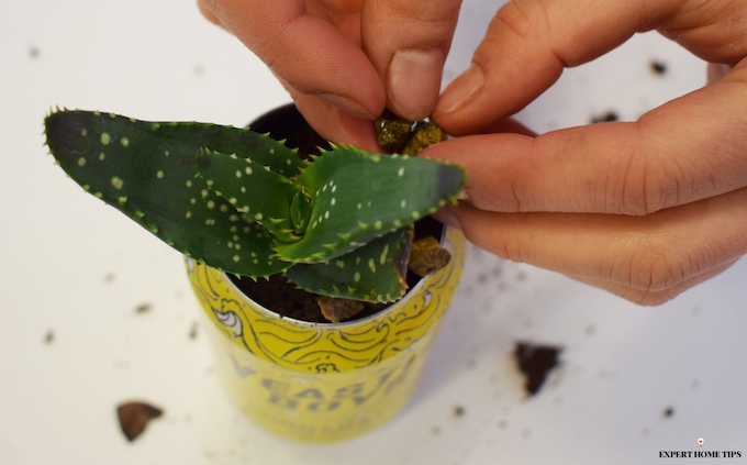 beer Can upcycling project for cactus planter