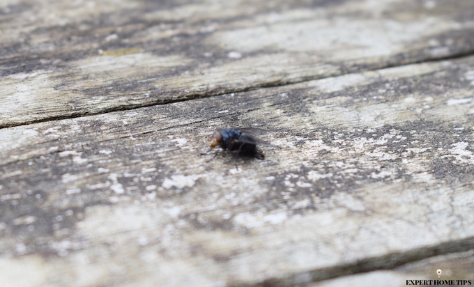 unwanted picnic guest