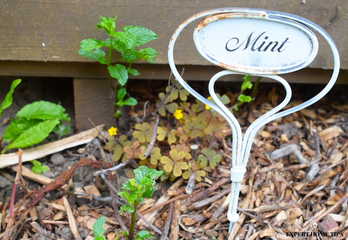 growing mint plants in the garden will deter bugs 