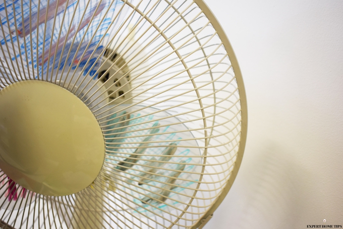 fan to prevent bugs