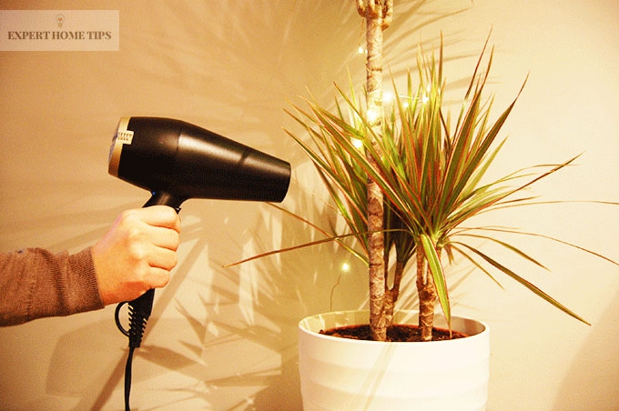 clean plants with hairdryer