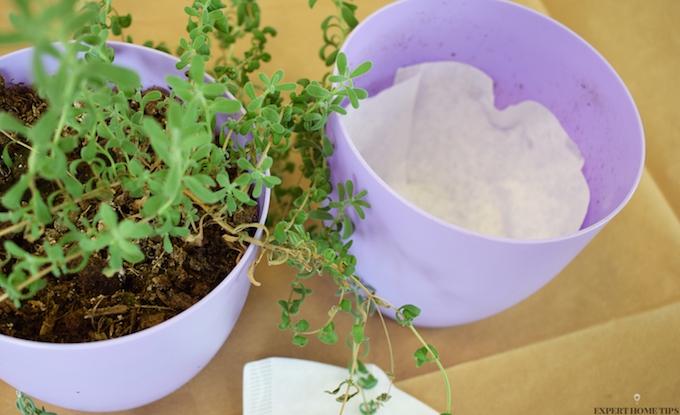 LINE PLANT POT WITH COFFEE FILTER