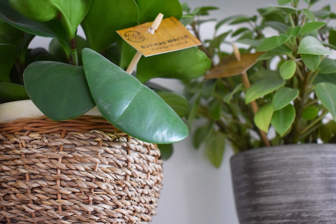 How to clean house plants