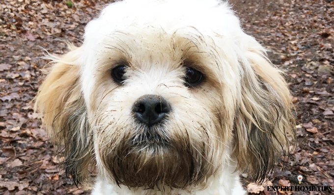 Muddy dog shichon