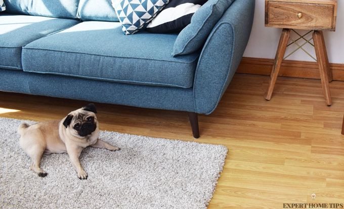 pug on living room rug