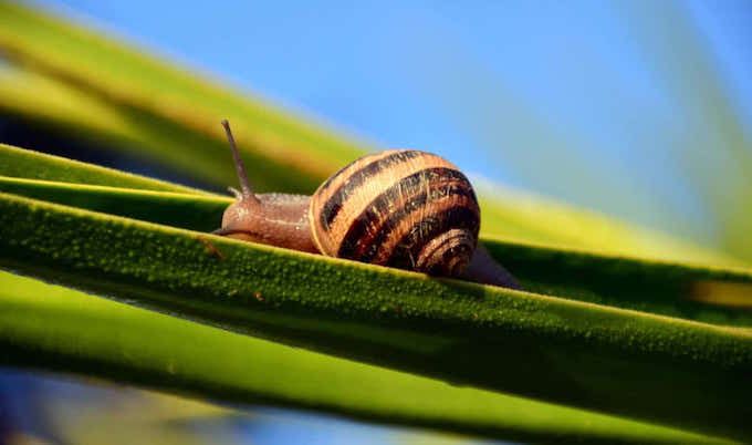 snail leaf