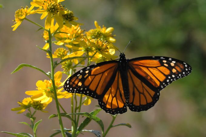 butterfly monarch yellow flower