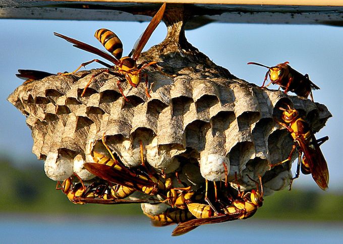 wasp nests