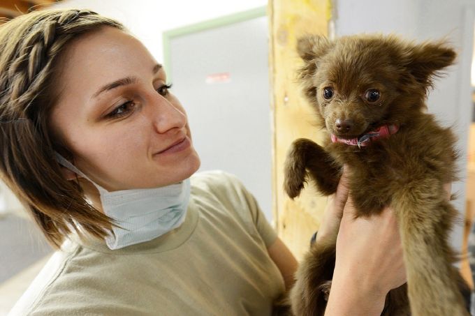 puppy at vets