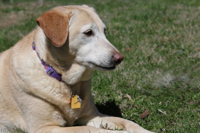 dog wearing collar