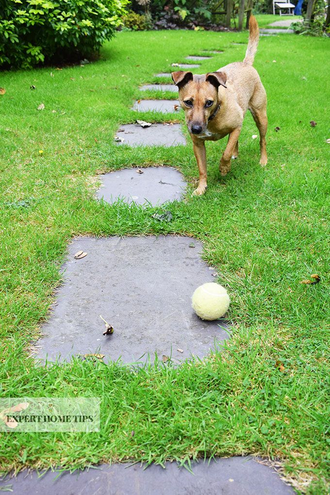 dog & ball