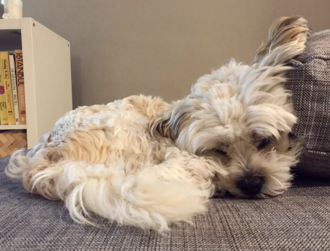 shichon on sofa