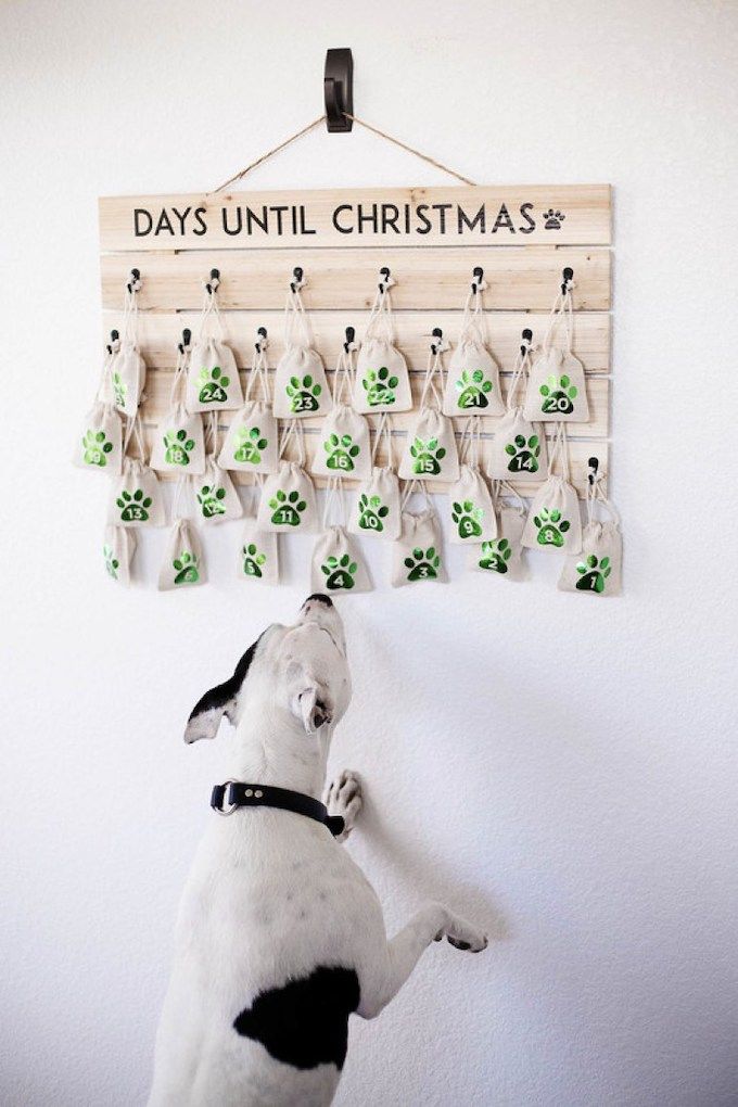 Dog treat advent calendar 