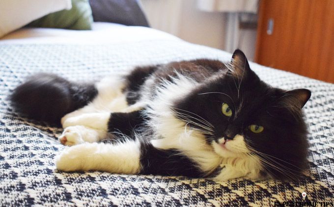 black and white cat on bed