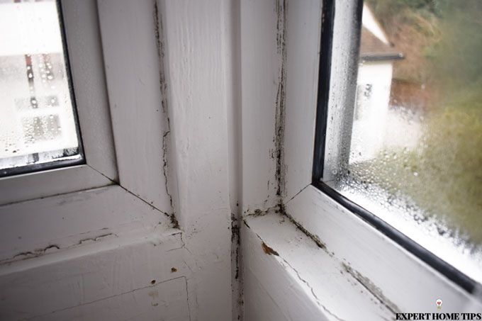 mould on windows