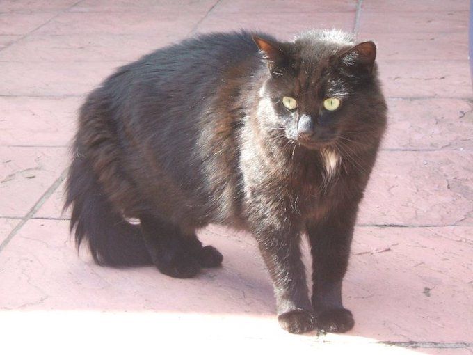 cat in garden