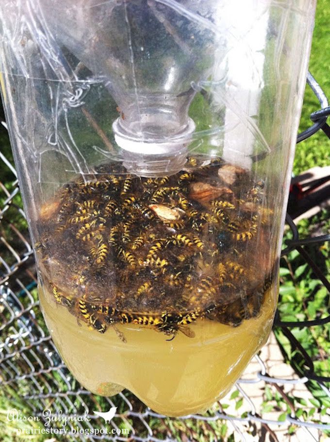 wasp trap