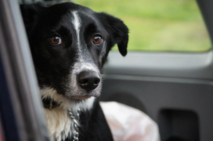 border collie dog in car