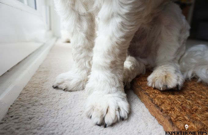 pet on carpet