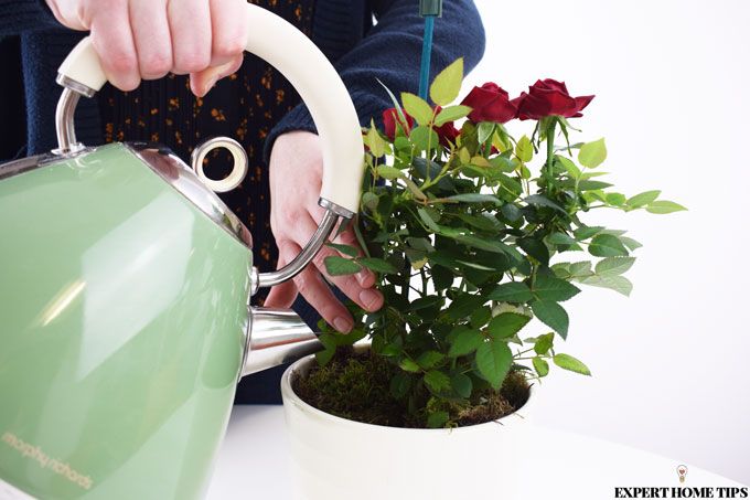 watering plants