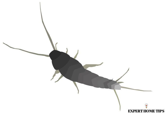 what are silverfish?