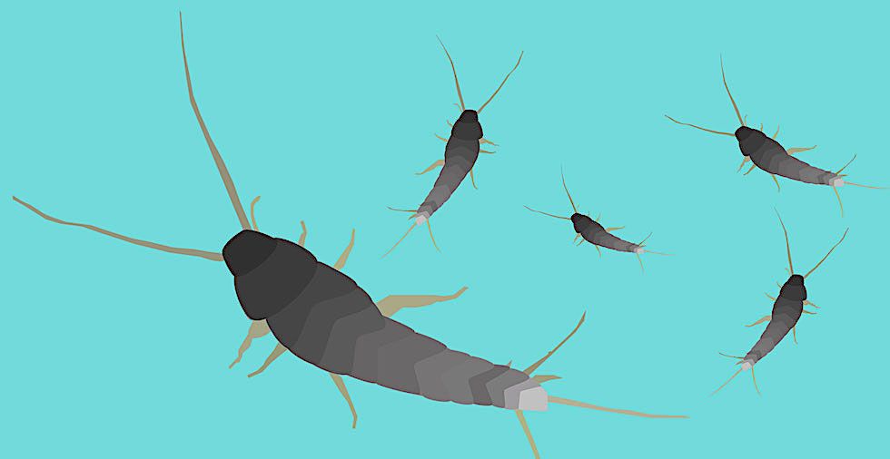 How To Get Rid Of Silverfish (13 Steps To Banish Them FOR GOOD!)