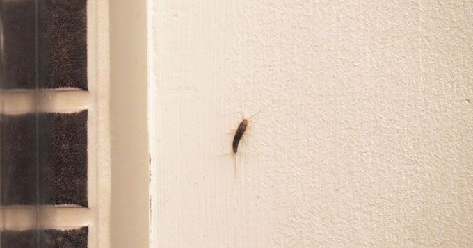 How To Get Rid Of Silverfish (13 Steps To Banish Them FOR GOOD ...