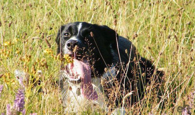 borrow a dog for a walk