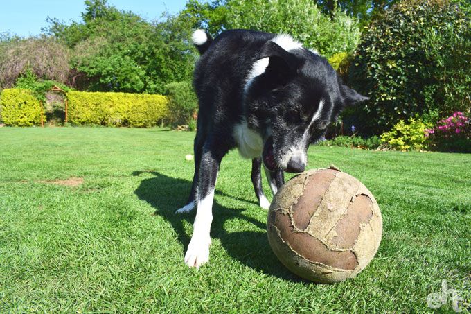 dog playing football