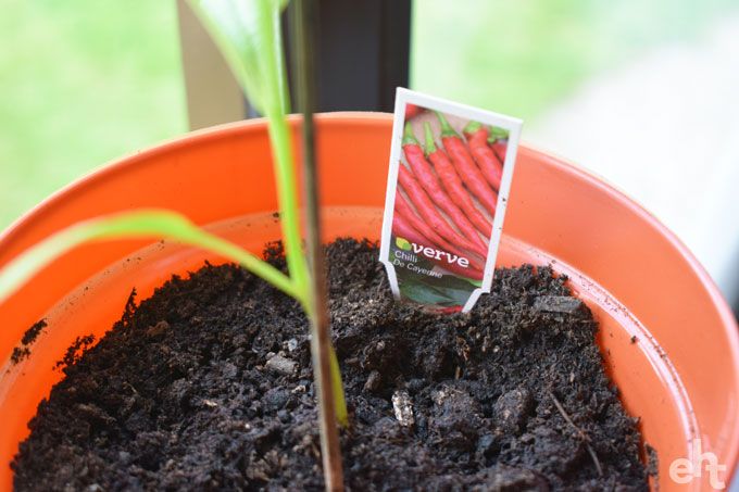 chilli plant