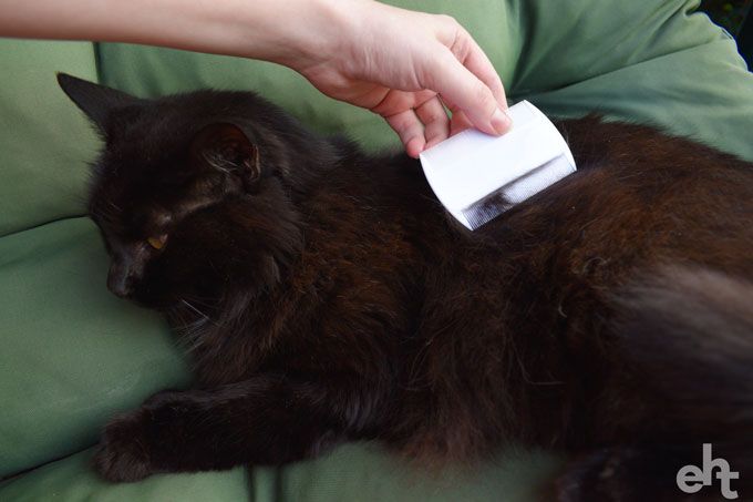 combing a cat for fleas